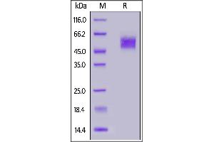 Human CD16a (V176), SUMO,His Tag on  under reducing (R) condition.