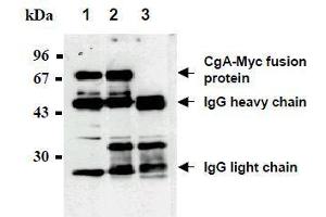 Western Blotting (WB) image for anti-Myc Tag antibody (Agarose Beads) (ABIN2853622) (Myc Tag Antikörper  (Agarose Beads))