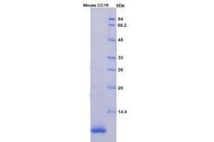 SDS-PAGE analysis of Mouse Clara Cell Protein 16 Protein. (SCGB1A1 Protein)