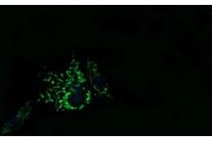 Image no. 2 for anti-Mitochondrial Ribosomal Protein L11 (MRPL11) antibody (ABIN1499556) (MRPL11 Antikörper)
