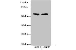 Western blot All lanes: ENTPD2antibody at 3. (ENTPD2 Antikörper  (AA 28-268))
