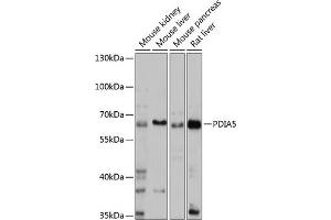 Western blot analysis of extracts of various cell lines, using PDI antibody (ABIN7269612) at 1:1000 dilution. (PDIA5 Antikörper  (AA 22-140))