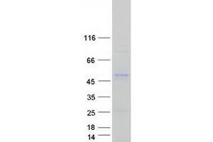 Western Blotting (WB) image for serpin Peptidase Inhibitor, Clade E (Nexin, Plasminogen Activator Inhibitor Type 1), Member 2 (SERPINE2) (Transcript Variant 1) protein (Myc-DYKDDDDK Tag) (ABIN2731832)