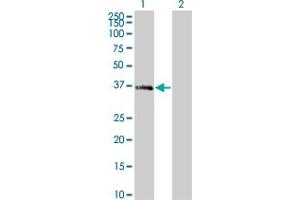 Western Blot analysis of MEOX2 expression in transfected 293T cell line by MEOX2 monoclonal antibody (M10), clone 4E10. (MEOX2 Antikörper  (AA 1-303))