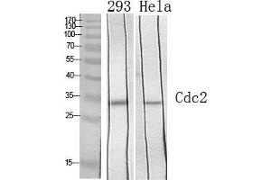 Western Blot (WB) analysis of specific cells using Cdc2 Polyclonal Antibody.