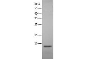 Western Blotting (WB) image for Defensin beta 3 (DEFB3) (AA 23-63) protein (His tag) (ABIN7122615) (Defensin beta 3 Protein (DEFB3) (AA 23-63) (His tag))
