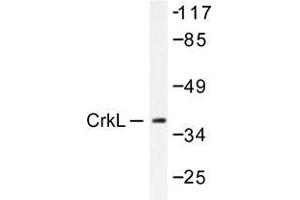 Western blot analysis of CrkL antibody in extracts from COS7 cells. (CrkL Antikörper)