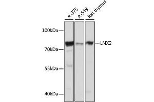 Western blot analysis of extracts of various cell lines, using LNX2 antibody (ABIN7268250) at 1:1000 dilution. (LNX2 Antikörper  (AA 1-240))