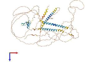 Neuregulin 3 Protein (NRG3) (AA 1-720) (His tag)