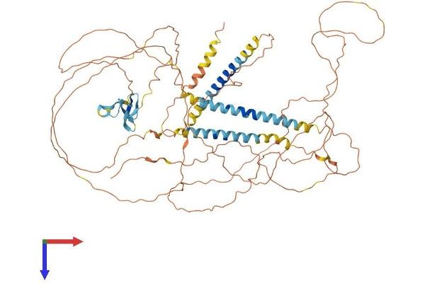 Neuregulin 3 Protein (NRG3) (AA 1-720) (His tag)