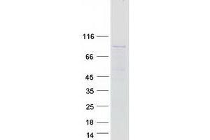 Validation with Western Blot (SYTL5 Protein (Myc-DYKDDDDK Tag))