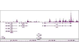 Histone H4ac (pan-acetyl) antibody (pAb) tested by ChIP-Seq.