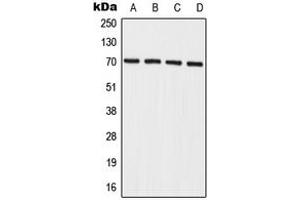 Western blot analysis of IL-27RA expression in A549 (A), HeLa (B), mouse spleen (C), rat spleen (D) whole cell lysates. (IL27 Receptor alpha Antikörper  (Center))