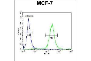 Flow cytometric analysis of MCF-7 cells (right histogram) compared to a negative control cell (left histogram). (RENT2/UPF2 Antikörper  (AA 630-656))