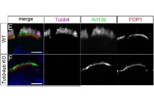Representative images of MDCK WT and TTLL12 KO cells stained for actin, Arl13b (cat. (ARL13B Antikörper  (C-Term))