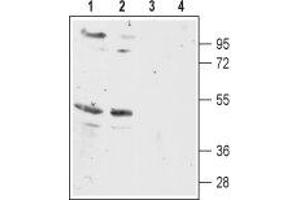 Western blot analysis of rat (lanes 1 and 3) and mouse (lanes 2 and 4) brain membranes: - 1,2. (MC5 Receptor Antikörper  (3rd Intracellular Loop))