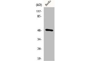 Western Blot analysis of HuvEC cells using CstF-50 Polyclonal Antibody (CSTF1 Antikörper  (N-Term))
