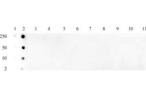 Histone H3 acetyl Lys79 pAb tested by dot blot analysis.