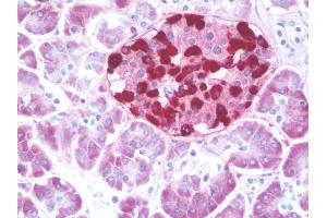 Anti-GCG / Glucagon antibody IHC staining of human pancreas. (Glucagon Antikörper  (AA 119-148))