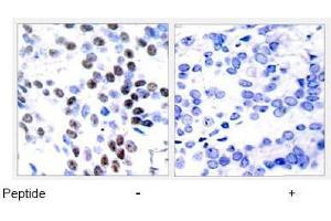 Image no. 1 for anti-Jun Proto-Oncogene (JUN) (Thr93) antibody (ABIN197130) (C-JUN Antikörper  (Thr93))