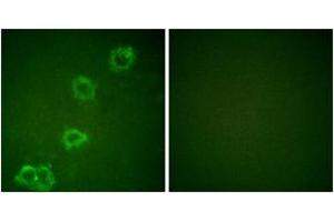Immunofluorescence (IF) image for anti-Beta-secretase 1 (BACE1) (AA 452-501) antibody (ABIN1532227)