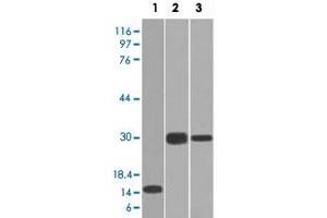 Western Blot analysis of Lane 1: recombinant protein, Lane 2: Panc-28 cell and Lane 3: PANC1 cell lysates with ELA3B monoclonal antibody, clone CELA3B/1218 . (Elastase 3B Antikörper  (AA 82-238))