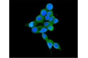 IF analysis of COMT using anti-COMT antibody (ABIN7601948). (COMT Antikörper  (AA 52-271))