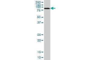 ALPL MaxPab polyclonal antibody. (ALPL Antikörper  (AA 1-524))