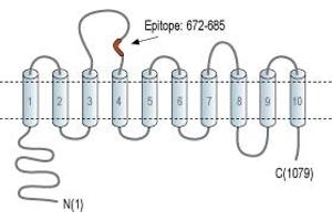 Representative domain view of the target of ABIN7885493.