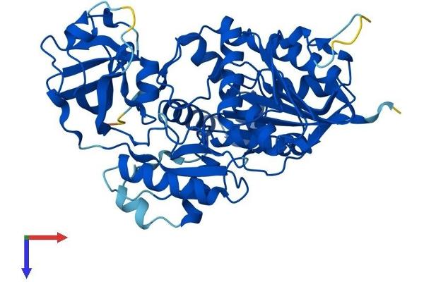 NSUN6 Protein (AA 1-469) (His tag)