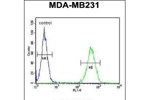 Flow cytometric analysis of MDA-MB231 cells (right histogram) compared to a negative control cell (left histogram). (ST7 Antikörper  (AA 169-197))