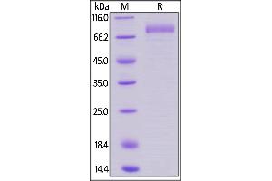 Biotinylated Human B7-H7, Fc,Avitag on  under reducing (R) condition. (HHLA2 Protein (AA 23-344) (Fc Tag,AVI tag,Biotin))