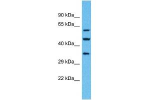 Western Blotting (WB) image for anti-Olfactory Receptor, Family 4, Subfamily F, Member 6 (OR4F6) (C-Term) antibody (ABIN2791737)