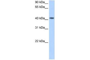 PSG5 antibody used at 2.