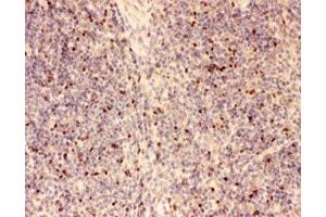 IHC-P: FOXP3 antibody testing of mouse spleen tissue (FOXP3 Antikörper  (AA 101-431))