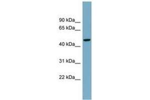 Image no. 1 for anti-Autophagy related 4A Cysteine Peptidase (ATG4A) (AA 251-300) antibody (ABIN6744729) (ATG4A Antikörper  (AA 251-300))