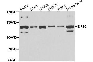 Western blot analysis of extracts of various cell lines, using EIF3C antibody. (EIF3C Antikörper  (AA 694-913))