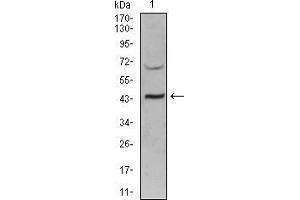 Western blot analysis using SIRT3 mouse mAb against PANC-1 (1) cell lysate.