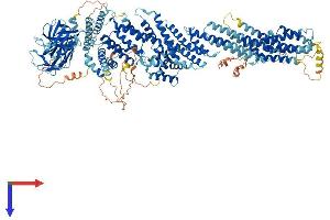 CADPS2 Protein (AA 1-1297) (His tag)