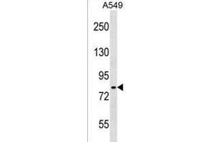 IKK(alpha/beta) Antibody (/180) (ABIN1537890 and ABIN2838258) western blot analysis in A549 cell line lysates (35 μg/lane). (IKK-alpha /IKK-beta Antikörper  (AA 155-184))
