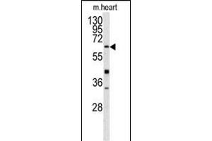 Western blot analysis of GGTLA1 antibody (N-term) (ABIN391586 and ABIN2841518) in mouse heart tissue lysates (35 μg/lane). (GGT5 Antikörper  (N-Term))