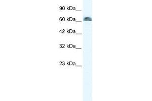 WB Suggested Anti-IVNS1ABP Antibody Titration:  0. (IVNS1ABP Antikörper  (N-Term))