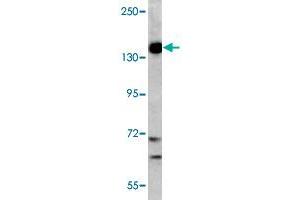 Western blot analysis of K-562 cell lysate (35 ug/lane) with PIK3CG polyclonal antibody . (PIK3 gamma Antikörper  (C-Term))