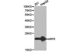 Western Blotting (WB) image for anti-ADP-Ribosylation Factor 6 (ARF6) antibody (ABIN1871075) (ARF6 Antikörper)