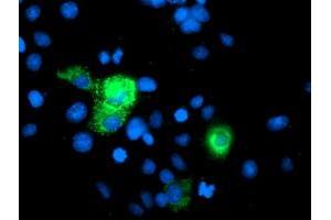Immunofluorescence (IF) image for anti-phosphoglycerate Mutase 2 (Muscle) (PGAM2) antibody (ABIN1500171) (PGAM2 Antikörper)