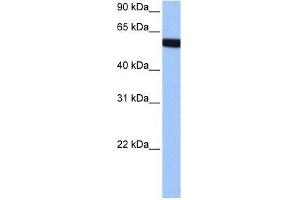hCG_1646157 antibody used at 0. (Zinc Finger Protein 891 (ZNF891) (Middle Region) Antikörper)