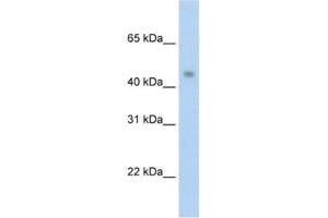 Western Blotting (WB) image for anti-Protein Arginine Methyltransferase 8 (PRMT8) antibody (ABIN2462041) (PRMT8 Antikörper)