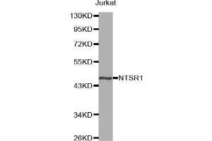 Western blot analysis of extracts of Jurkat cell line, using NTSR1 antibody. (NTSR1 Antikörper)
