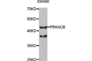 Western blot analysis of extracts of SW480 cells, using PRKACB antibody (ABIN5973065) at 1/1000 dilution. (PRKACB Antikörper)