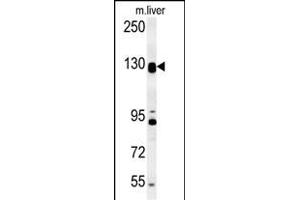 DENND5B Antibody (C-term) (ABIN654250 and ABIN2844073) western blot analysis in mouse liver tissue lysates (15 μg/lane). (DENND5B Antikörper  (C-Term))